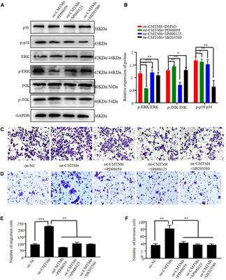 Corrigendum: CMTM6 as a candidate risk gene for cervical cancer: comprehensive bioinformatics study